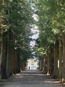 森林　木に囲まれた道　